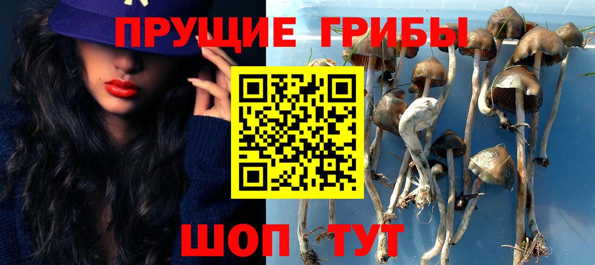 Галлюциногенные грибы Psilocybe  Вход с VPN  где купить наркотик  Галлюциногенные грибы Psilocybine cubensis  Иркутск 